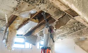 Best Mold Documentation for Insurance Claims  in Countryside, IL